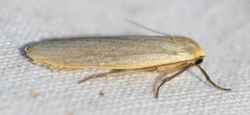 Eilema griseola